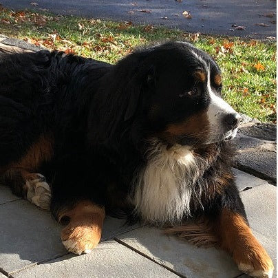 Gruber Ear Specula Oval - BEAR-ENT