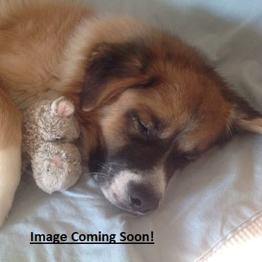 Gruber Ear Specula Oval - BEAR-ENT